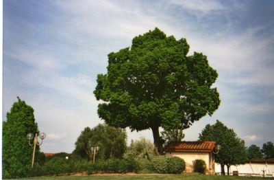 Odissus
Ma première photo prise avec le 35RC. J'ai été impressionné par la qualité de l'exposition et de l'optique. Quand au sujet... c'était juste un film d'essai.
Mots-clés: Olympus 35RC Odissud Blagnac