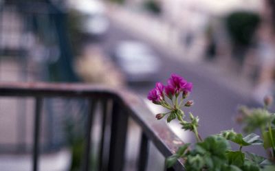 contax AX
AF

