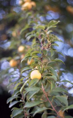 mirabelles
contax Aria - planar 50mm 1.4 à f/1.4 ou f/2 - kodak 160VC - scan epson V600 - correction calorimétrique dominante verte.
