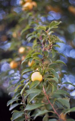 mirabelles
commande ton clair/ton foncé - assombrissement
