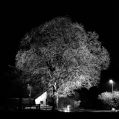 arbre-web.jpg