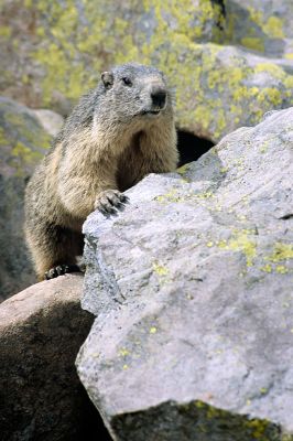 Marmotte1.jpg