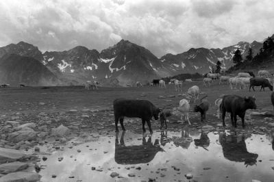 Vaches et Pyrénées
