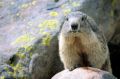 Marmotte2.jpg