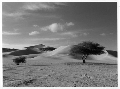 Acacia
