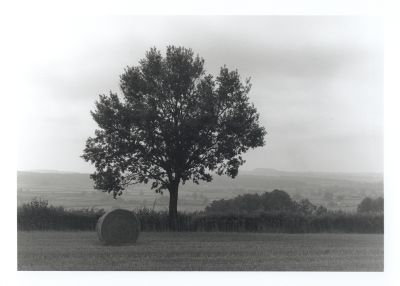 Champ de Marius
