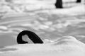parc_hiver_2008.png