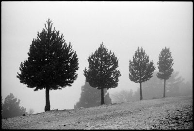brouillard au Ventoux
Nikon F - 1,4/50 - Ilford HP5 et LC-29
