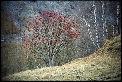 petit arbre d'automne en montagne
Leica M7 - 1,4/50 - Agfa Vista-200
