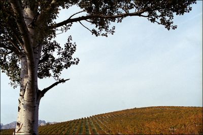 automne 2009, dentelles de Montmirail
Nikon F2AS et 2/35
