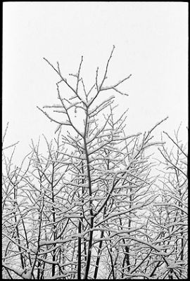 La neige qui tombe -1-
