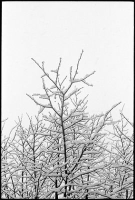 La neige qui tombe -2-

