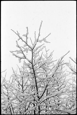 La neige qui tombe -3-
