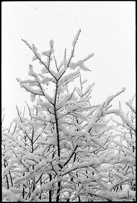 La neige qui tombe -4-

