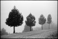 brouillard.jpg