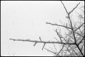 neige-branche-1.jpg