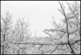 neige-branche-3.jpg