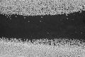 sel-Micro-P-02.jpg