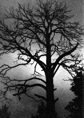 n594886759_1791043_7894.jpg