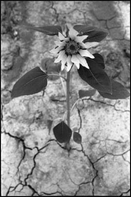 tmax@320078-border.jpg