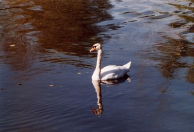 cygne4
