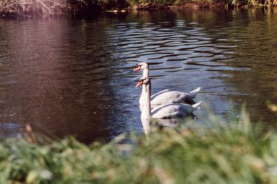 cygne3
