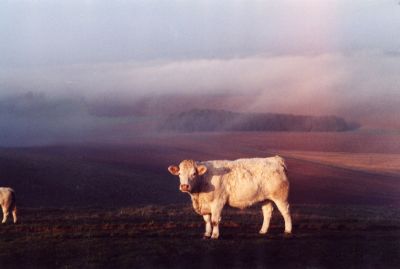 une vache

