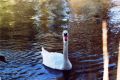 cygne4.jpg