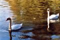 cygne5.jpg