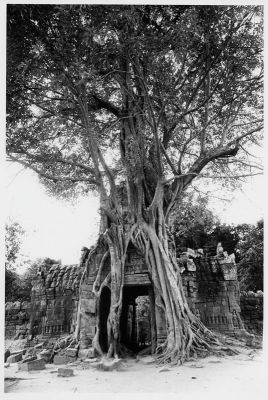 arbre1bas.jpg