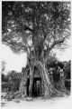 arbre1bas.jpg