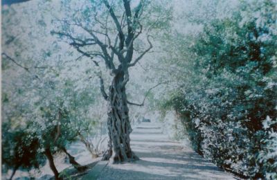Arbre à voeux 2
