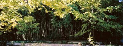 Mur Vegetal
