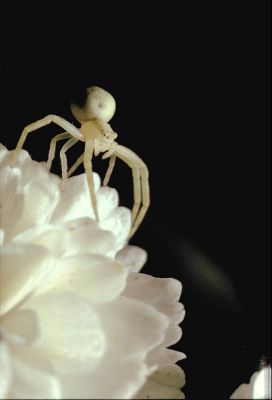 Thomise ou araignée crabe
Zenit E + Industar + soufflet + flash (1970 environ)
