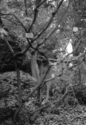 Acer Japonicum
OM-1, hp5+400
