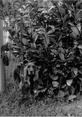 chien.jpg