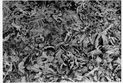 Contax T APX400 Rodinal 1+25 scan tirage grade 2 13*18
