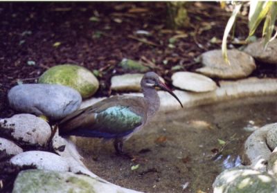 oiseau
SRT303b + minolta 50 f1.7  + Reala100 - scan tirage labo fuji
