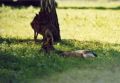 zoo_asson_18.jpg