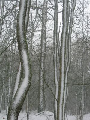 neigeBois
mon petit bois juste apres une tempete de neige
