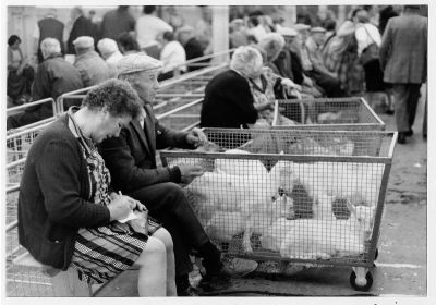 marché aux chevreaux
marché de Lezay (79).
