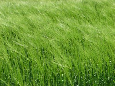 ventOrge
un champ d'orge vert, avec une petite brise ...
