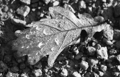feuille
