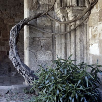Minéral/végétal 3
Rolleiflex Kodak E100G cloitre de l'Abbaye de Fonfroide
