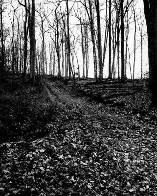 Forêt pays de Hanau
Toyo 20x25 Sa2100 PL100 contact sur papier Azo 
