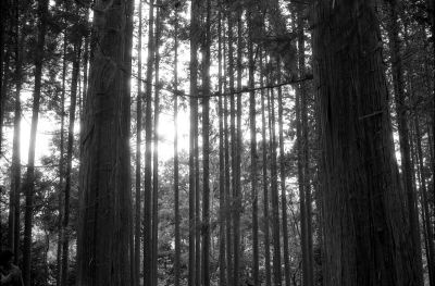 Dans le bois...soleil
