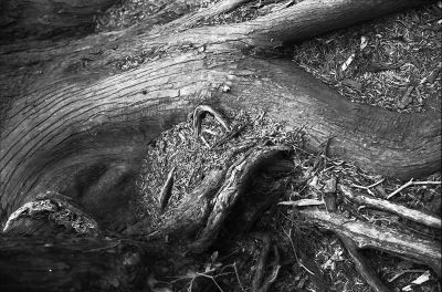 Dans le bois...vieille racine
