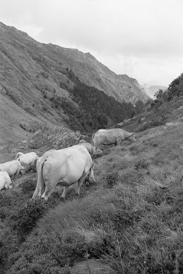 P375i15.jpg