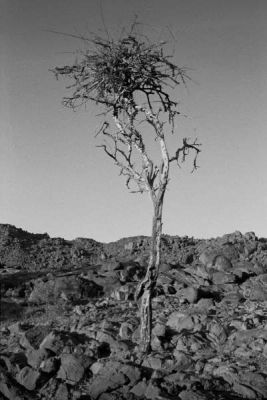 mURI_temp_09d877f4.jpg