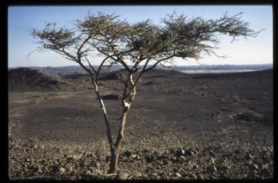 mURI_temp_4edbe677.jpg